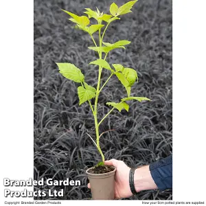 Raspberry Summer Lovers Late 9cm Potted Plant x 1 - Grow Your Own Fruit