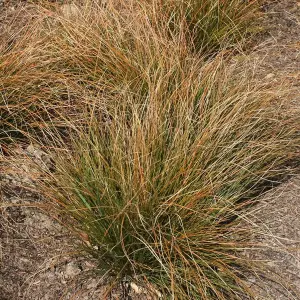 Carex testacea - Ornamental Grass, Orange-Brown Foliage, Compact Size (15-30cm Height Including Pot)