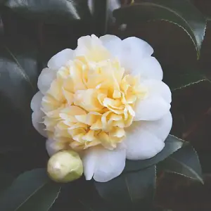 Camelia Yellow  9cm Potted Plant x 1