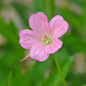 Geranium Wargrave Pink 9cm Pot x 1