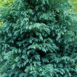 Chamaecyparis Boulevard - Compact Conifer with Silver-Blue Foliage (20-30cm Height Including Pot)