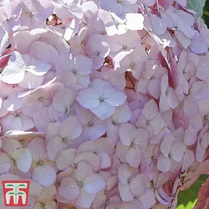 Hydrangea Candybelle Bubblegum 9cm Poted Plant x 2