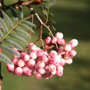 Sorbus Vilmorinii Tree - White Flowers, Array of Pink Berries, Vilmorins Rowan, Hardy (5-6ft)