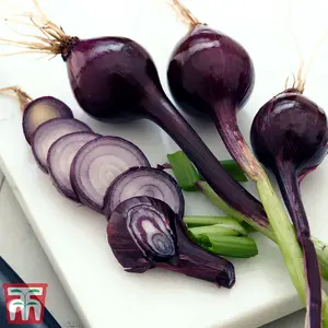 Spring Onion Purplette 1 Seed Packet (250 Seeds)