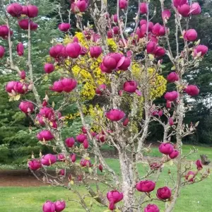 Magnolia Black Tulip Tree - Red-Purple Spring Flowers, Deciduous, Low Maintenance (4-5ft)