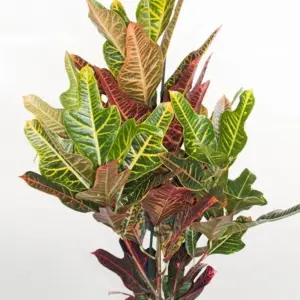 Codiaeum variegatum Excellent - Variegated Croton (20-30cm Height Including Pot)