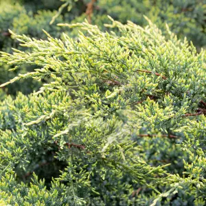 Juniperus Golden Carpet - Low-Spreading Evergreen Ground Cover (15-30cm Height Including Pot)