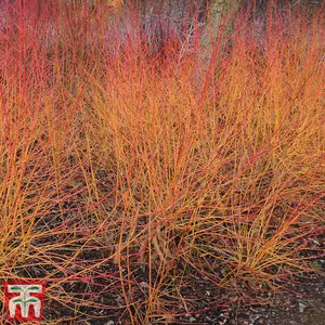 Cornus Winter Stems Collection 9cm Potted Plant x 3