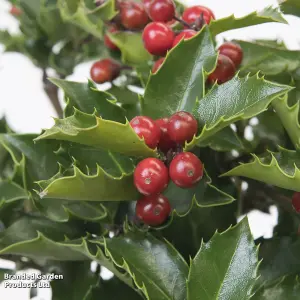 2 Holly Trees - 'Blue Maid' Standard - 2 Litre Potted  Plants - Festive Doorstep - Easy Care - Evergreen