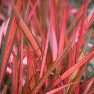 Phormium Maori Sunrise Garden Plant - Vibrant Variegated Foliage, Compact Size, Hardy (25-35cm Height Including Pot)