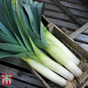 Leek Below-Zero F1 Hybrid 1 Seed Packet (50 Seeds)