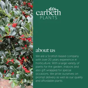 Holly Plant Ilex aquifolium Lucifer in 12cm Pot - Evergreen Glossy Foliaged Berried Shrub - Hardy Outdoor Growing Hedging Plant