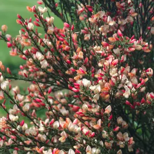 Cytisus Zeelandia Garden Shrub - Pink and Cream Flowers, Compact Size, Attracts Pollinators (10-30cm Height Including Pot)