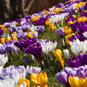 Spring Bulb Collection - 6 x 9cm Pots of Mixed Outdoor Growing Flowering Bulbs