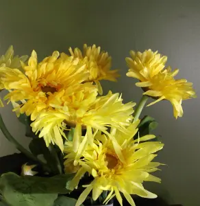 Artificial Potted Daisy  Plant Flowers Flowering Plant Yellow Botanik