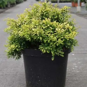 Berberis thunbergii Tiny Gold 9cm Potted Plant x 1