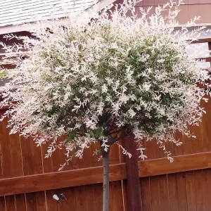 Salix Hakuro Nishiki Tree - Colourful Foliage, Hardy, Dwarf Willow (5ft Stem)