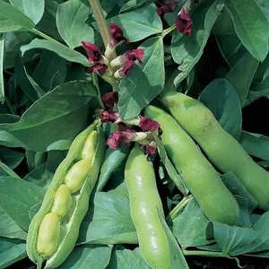 Bean (Broad) Crimson Flowered 1 Seed Packet (30 Seeds)