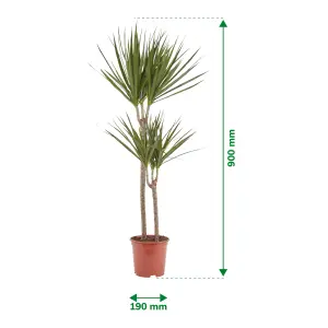 Verve Dragon tree in Terracotta Plastic Grow pot 19cm