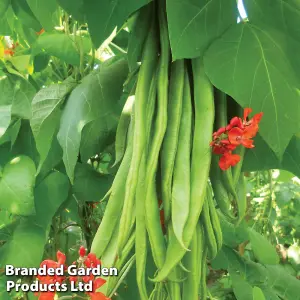 Bean Runner Firestorm 1 Seed Packet (40 Seeds)