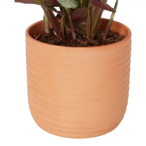 Verve Prayer plant in Pale grey Terracotta Decorative pot 13cm