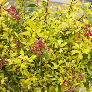 Escallonia Golden Carpet Garden Shrub - Yellow-Green Foliage, Compact Size, Attracts Pollinators (20-30cm Height Including Pot)