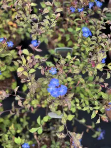 Ceratostigma Willmottianum Chinese Plumbago Shrub Large Plant Supplied in a 2-3 Litre Pot