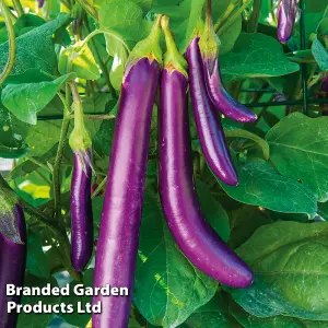 Aubergine Violet Knight F1 1 Seed Packet