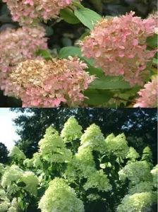 Direct Plants Hydrangea Paniculata Limelight Shrub Plant Huge Flowers Supplied in a 3 Litre Pot