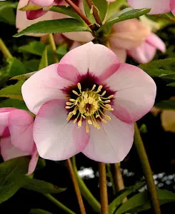 Helleborus orientalis Sugar Plum - 9cm pot