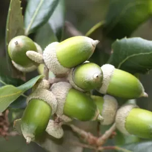 Quercus Ilex Tree - Evergreen Holm Oak Tree, Yellow Catkins, Hardy (5-6ft)