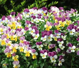 Viola x Williamsiana Sweeties 1 Seed Packet (25 Seeds)