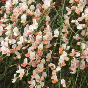 Cytisus Zeelandia Garden Shrub - Pink and Cream Flowers, Compact Size, Attracts Pollinators (10-30cm Height Including Pot)