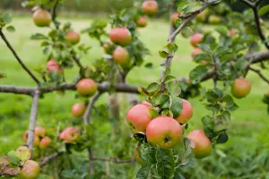 Lincolnshire Fruits Bramley's seedling Potted Apple 12 Litre Tree