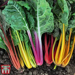 Swiss chard Celebration 1 Seed Packet (200 Seeds)