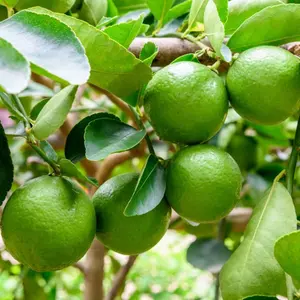 Lime Tree - Outdoor Fruit Tree, Grow Your Own Tasty Fruits, Ideal Size for UK Gardens in 20cm Pot (2-3ft)