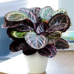 Calathea Surprise Star - Exotic Foliage, Indoor Houseplant (14cm, 25-35cm)