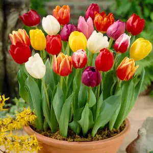 300 x Spring Flowering Bulb Mixed Pack, 300 Bulbs, 7 Varieties, Bulk Buy Collection