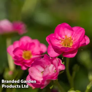 Strawberry (Fragaria) Summer Breeze Cherry 9cm Potted Plant x 6