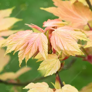 Acer Brilliantissimum Tree - Colorful Foliage, Compact Size, Hardy (5-6ft)