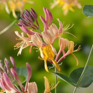 Lonicera Henryi Garden Plant - Climbing Vine, Compact Size (30-40cm Height Including Pot)