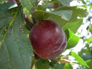 Dwarf Plum Reine Claude d'Althan, Large Purple Tasty Fruit, Lovely Flowers 3FATPIGS