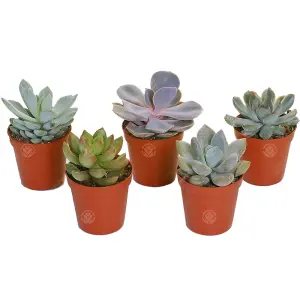 Echeveria Mix - Select Collection of 5 Succulents, Perfect for Small Spaces & Beginners, Easy-Care (5-10cm)