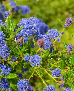 Ceanothus Impressus Victoria -evergreen Hardy Californian Lilac In A 9cm Pot