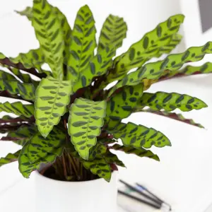 Calathea Insignis - Exquisite Foliage, Indoor Houseplant (14cm, 40-50cm)