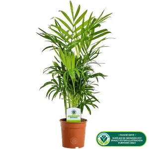 Chamaedorea Palm: Tropical Elegance, Air-Purifying Indoor Plant (35-50cm, 13cm Pot)