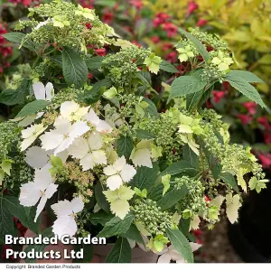 Hydrangea Cloud Nine 9cm Potted Plant x 2