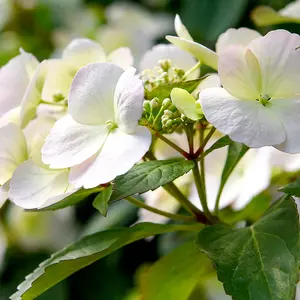 Hydrangea macrophylla Runaway Bride (13cm Potted Plant) 1 Litre Potted Plant x 1