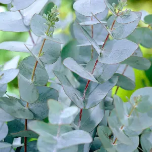 Eucalyptus gunnii Azura - Cider Gum, Distinct Foliage, Evergreen, Compact Size (20-30cm Height Including Pot)