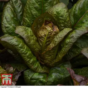 Lettuce (Romaine/Cos) Intred 1 Seed Packet (200 Seeds)